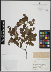 Foto von Salix atrocinerea Brot.